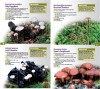 A Guide to Finding WOODLAND FUNGI in Berkshire, Buckinghamshire and Oxfordshire
