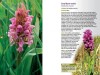 A Guide to Finding Orchids in Hampshire and the Isle of Wight