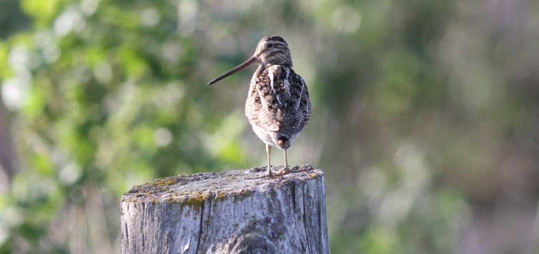 Celebrating floodplains on World Wetlands Day