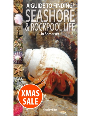 A Guide to Finding Seashore and Rockpool Life in Somerset