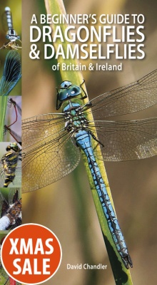 A Beginner's Guide to Dragonflies & Damselflies of Britain & Ireland