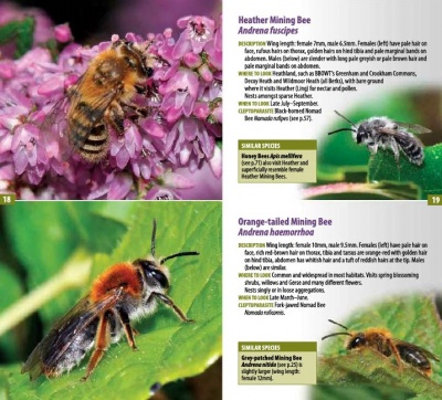 A Guide to Finding Bees in Berks, Bucks and Oxon