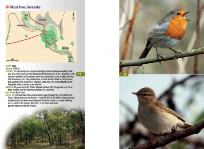 A Guide to Finding Birds in Odessa Region, Ukraine