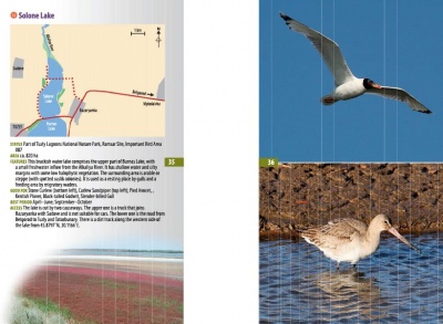 A Guide to Finding Birds in Odessa Region, Ukraine