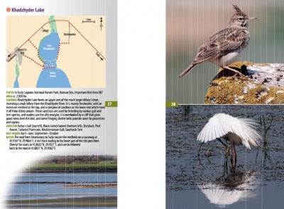 A Guide to Finding Birds in Odessa Region, Ukraine