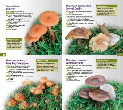 A Guide to Finding GRASSLAND FUNGI in Berkshire, Buckinghamshire and Oxfordshire