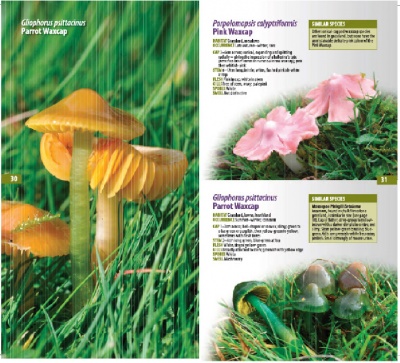 A Guide to Finding GRASSLAND FUNGI in Berkshire, Buckinghamshire and Oxfordshire