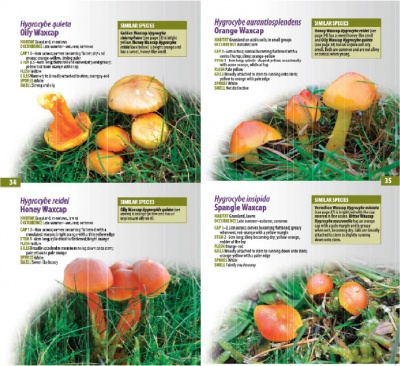 A Guide to Finding GRASSLAND FUNGI in Berkshire, Buckinghamshire and Oxfordshire