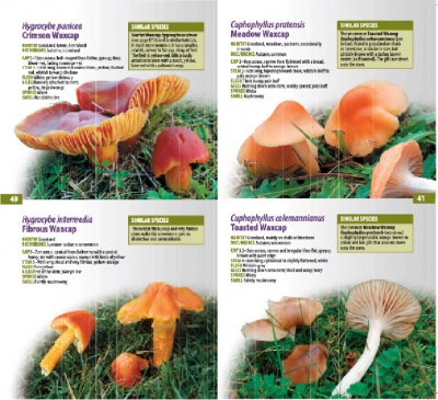 A Guide to Finding GRASSLAND FUNGI in Berkshire, Buckinghamshire and Oxfordshire