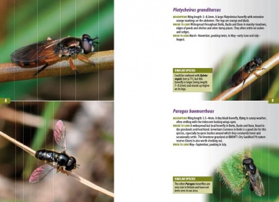 A Guide to Finding Hoverflies in Berks, Bucks and Oxon