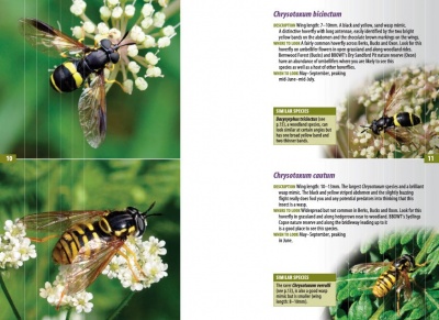 A Guide to Finding Hoverflies in Berks, Bucks and Oxon