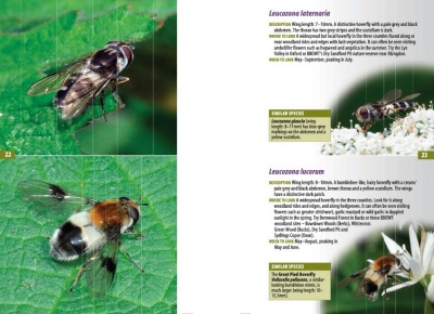 A Guide to Finding Hoverflies in Berks, Bucks and Oxon