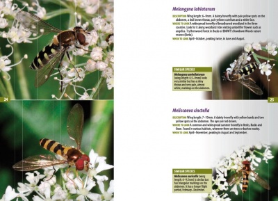 A Guide to Finding Hoverflies in Berks, Bucks and Oxon