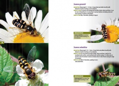 A Guide to Finding Hoverflies in Berks, Bucks and Oxon