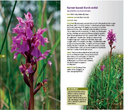 A Guide to Finding Orchids in Berks, Bucks and Oxon