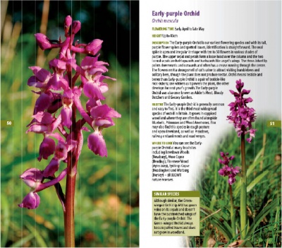 A Guide to Finding Orchids in Berks, Bucks and Oxon