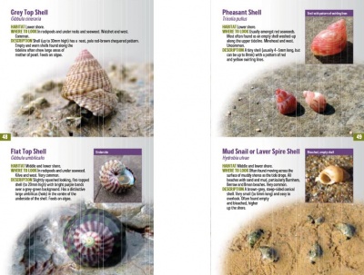 A Guide to Finding Seashore and Rockpool Life in Somerset