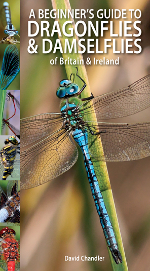 A Beginner's Guide to Dragonflies & Damselflies of Britain & Ireland