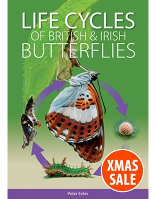 Life cycles of British and Irish Butterflies