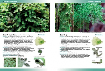 Mosses, Liverworts & Hornworts of  Ascension Island