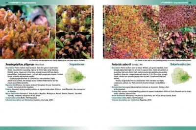 Mosses, Liverworts & Hornworts of  Ascension Island