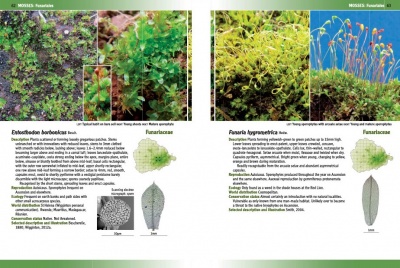 Mosses, Liverworts & Hornworts of  Ascension Island