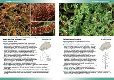 Mosses and Liverworts of St Helena