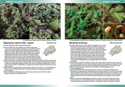 Mosses and Liverworts of St Helena