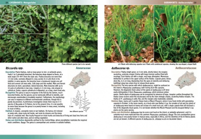 Mosses and Liverworts of St Helena