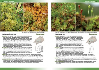 Mosses and Liverworts of St Helena