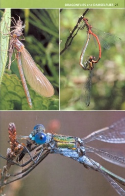 A Photographic Guide to Insects of the New Forest