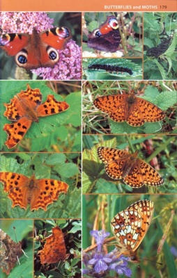 A Photographic Guide to Insects of the New Forest